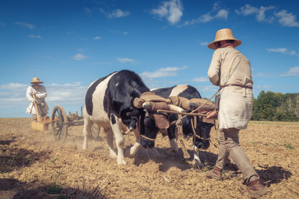 1127 - Labour des champs